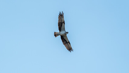 Flying osprey in front of a blue sky