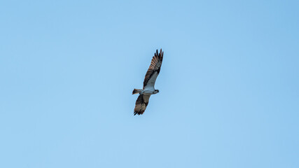 Flying osprey in front of a blue sky