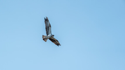 Flying osprey in front of a blue sky