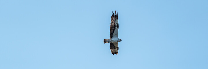 Flying osprey in front of a blue sky