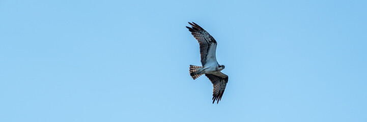 Flying osprey in front of a blue sky