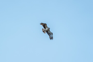 Fototapeta premium Flying osprey in front of a blue sky