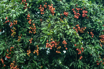 Ripe lychees in lychee garden, orchard. Vibrant colors and juicy sweetness of this tropical delight, straight from the orchard to your table. Lychee, Litchi, Lichee, fruit