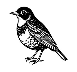 American Robin bird icon vector silhouette