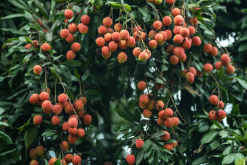 Ripe lychees in lychee garden, orchard. Vibrant colors and juicy sweetness of this tropical delight, straight from the orchard to your table. Lychee, Litchi, Lichee, fruit