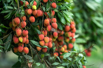 Ripe lychees in lychee garden, orchard. Vibrant colors and juicy sweetness of this tropical delight, straight from the orchard to your table. Lychee, Litchi, Lichee, fruit