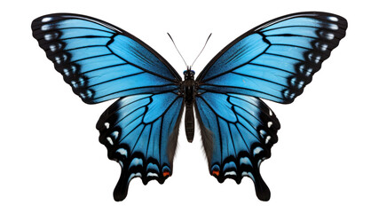 PNG Blue butterfly animal insect white background.