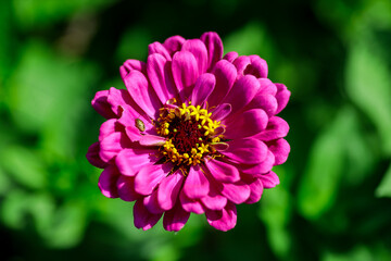 A close up of a pink flower with yellow centers