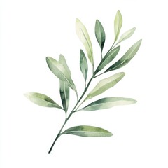 Obraz premium A beautiful watercolor illustration of a green branch with delicate leaves, perfect for nature-themed designs.