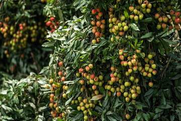 Ripe lychees in lychee garden, orchard. Vibrant colors and juicy sweetness of this tropical delight, straight from the orchard to your table. Lychee, Litchi, Lichee, fruit