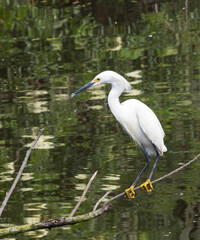 White Heron chicks in their nest