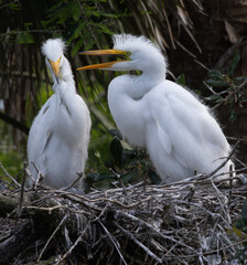 White Heron chicks in their nest