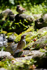 house sparrow