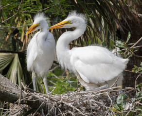 White Heron chicks in their nest