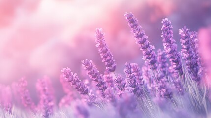 Obraz premium Fragrant smoke, lavender in bloom, lavender field with pink purple flowers and grass. The generation of AI