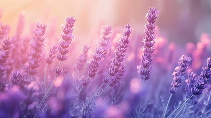 Fototapeta premium Fragrant smoke, lavender in bloom, lavender field with pink purple flowers and grass. The generation of AI