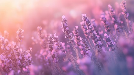 Obraz premium Fragrant smoke, lavender in bloom, lavender field with pink purple flowers and grass. The generation of AI