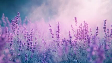 Fototapeta premium Fragrant smoke, lavender in bloom, lavender field with pink purple flowers and grass. The generation of AI
