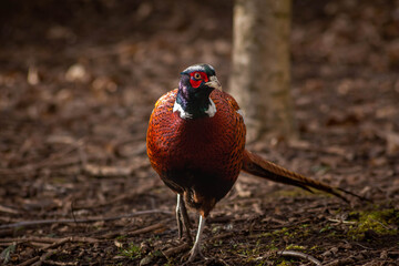 Fototapeta premium Male pheasant walking on the forest ground facing forward