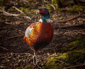 Male pheasant walking on the forest with sun shining on its feathers