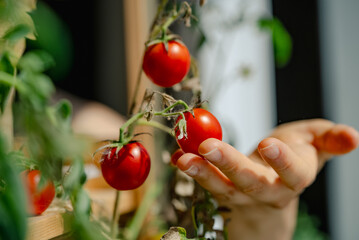Woman hand harvesting ripe red tomatoes from a plant, home gardening and organic food production....