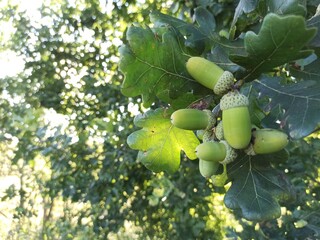 green oak acorns. oak acorns on a branch