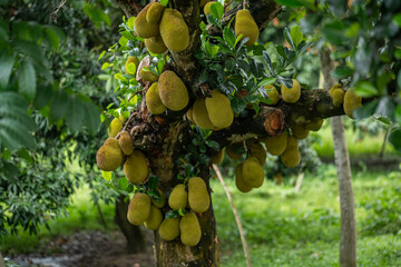 Jackfruit is a large, tropical fruit native to South Asia. It's known for its sweet, fleshy texture and versatile culinary uses, from savory dishes to desserts. Rich source of fiber and nutrition © Abdul Momin