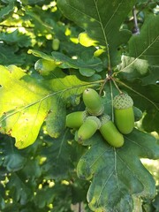Obraz premium green oak acorns. oak acorns on a branch