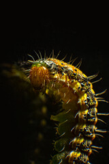 The head of the caterpillar in the foreground  Macro photo green caterpillar on black background