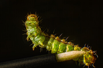A funny green caterpillar that crawls. Macro photo green caterpillar on black background