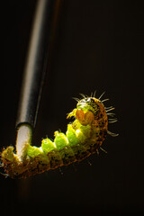 The green caterpillar has its paws in the tip of the tassel and is trying to curl up. Macro photo...