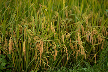 Golden grains of rice paddy plants sway gently in the wind, creating a serene and tranquil scene in the countryside. Experience the beauty of nature and the essence of rural life