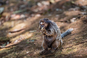 Mico estrela comendo flor no Parque Municipal das Mangabeiras em Belo Horizonte