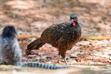 Jacu-de-spix no Parque Municipal das Mangabeiras em Belo Horizonte.