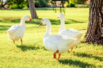 Three geese walking on the grass at Chaparral Park in Scottsdale, Arizona.