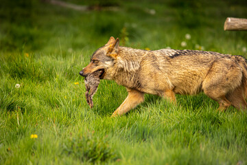 A wolf in the grass carrying the remains of a meal in its mouth