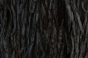 Bark