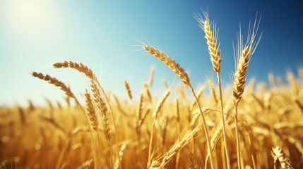Fototapeta premium Golden wheat field swaying gently in the breeze under a clear blue sky