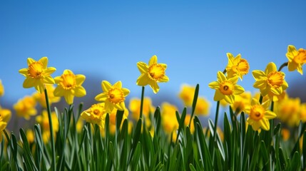 Fototapeta premium Field of bright yellow daffodil flowers in full bloom, under a clear blue sky