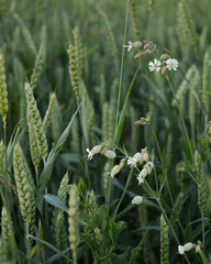 Wildflowers and Green Wheat Ears in a Field. A close-up of wildflowers and green wheat ears growing in a field, showcasing the beauty of nature's simple formsю