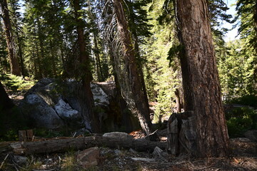 tree trunk with roots