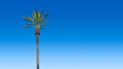 A single tall resort style trimmed palm tree with clear blue sky