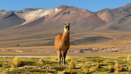 llama alpaca with volcano  © nykolas