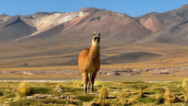 llama alpaca with volcano 