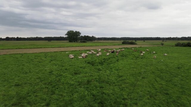 Footage of cows grazing in a lush green field near Straupitz, Germany.