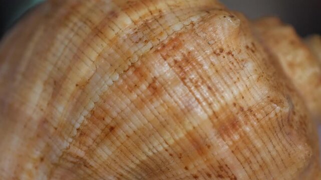 Empty sea mollusk shell close-up