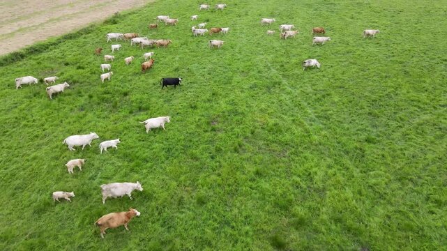 Footage of cows grazing in a lush green field near Straupitz, Germany.