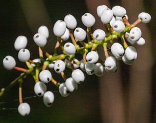 Close up the poisonous berries of a white baneberry plant