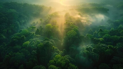 Obraz premium Aerial view of a lush forest with morning mist and sunlight breaking through the canopy.