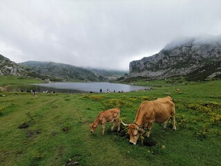 Covadonga lakes in the picos de Europe, Spain